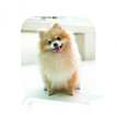 Dog Care