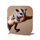Pet Sugar Glider Care APK