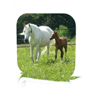 Horse Care APK