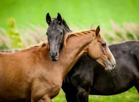 Horse Care Affiche