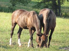Horse Care capture d'écran 1