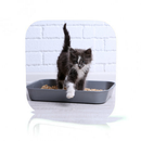 Cat Training Guide APK