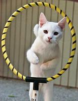 Cat Training bài đăng