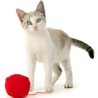 Cat Training ảnh chụp màn hình 1