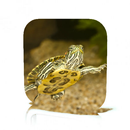 Red Eared Slider Care APK