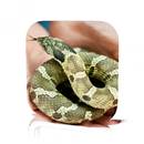 Pet Snake Care APK
