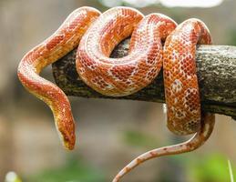 Pet Snake स्क्रीनशॉट 1