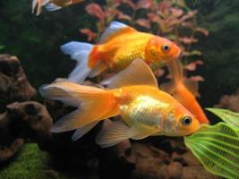 Goldfish Care capture d'écran 1