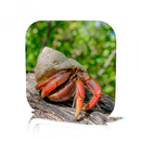 Hermit Crab Care APK