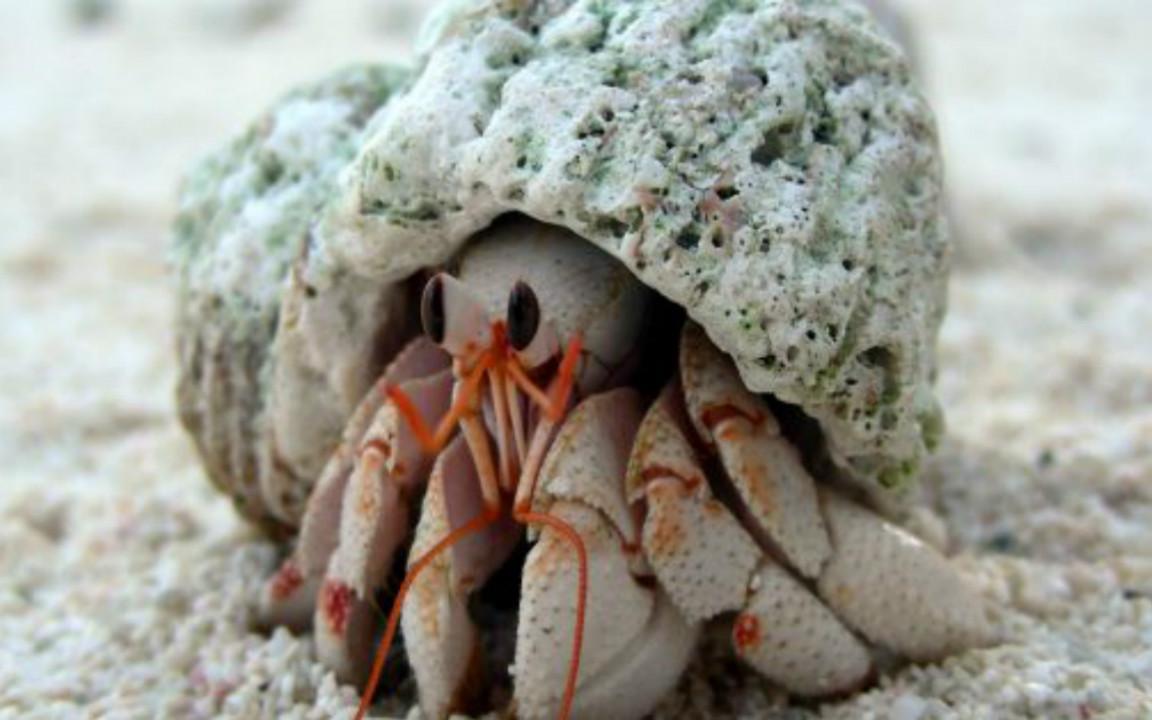 Alpha Hermit Crab
