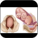 Normal Labour And Complication APK