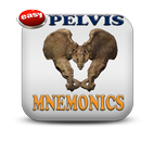 Pelvic And Perineum Mnemonics APK