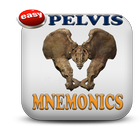 Pelvic And Perineum Mnemonics 아이콘
