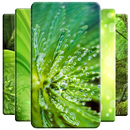 Green Wallpaper APK