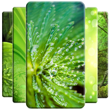 Green Wallpaper Zeichen