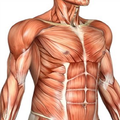 Anatomy Mnemonics