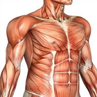 Anatomy Mnemonics icône