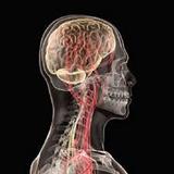 Neurology Mnemonics icône