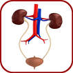 Urology and Nephrology Mnemonics