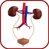 Urology and Nephrology Mnemonics biểu tượng