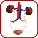 Urology and Nephrology Mnemonics APK