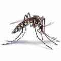 Tropical Diseases