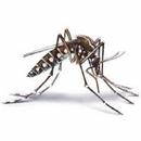 Tropical Diseases APK