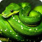Green Wallpaper-icoon
