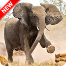 Elephant Wallpaper APK