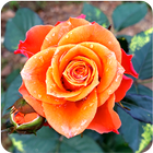 Rose Wallpaper иконка
