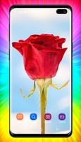 Rose Wallpaper скриншот 1