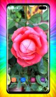 Rose Wallpaper скриншот 2