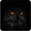 Black Wallpaper