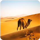 Desert Wallpaper biểu tượng