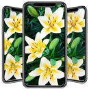 Lily Wallpaper APK