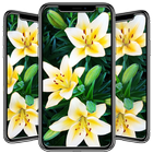 Lily Wallpaper icono