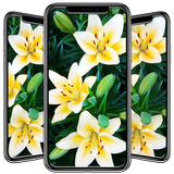 Lily Wallpaper ícone