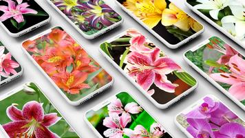 Lily Wallpaper পোস্টার