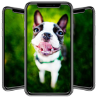 Boston Terrier Wallpaper-icoon