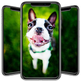 Boston Terrier Wallpaper icon