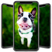 Boston Terrier Wallpaper