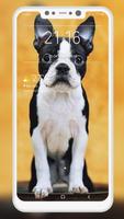 Boston Terrier Wallpaper captura de pantalla 3