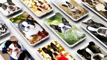 Boston Terrier Wallpaper Affiche