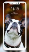 Boston Terrier Wallpaper captura de pantalla 1