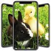 Duck Wallpaper
