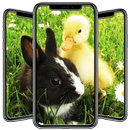 Duck Wallpaper APK