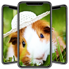 Hamster Wallpapers आइकन