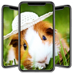 Hamster Wallpapers