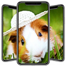 Hamster Wallpapers APK