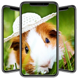 Hamster Wallpapers icon